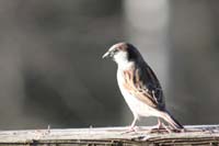 IMG_1139