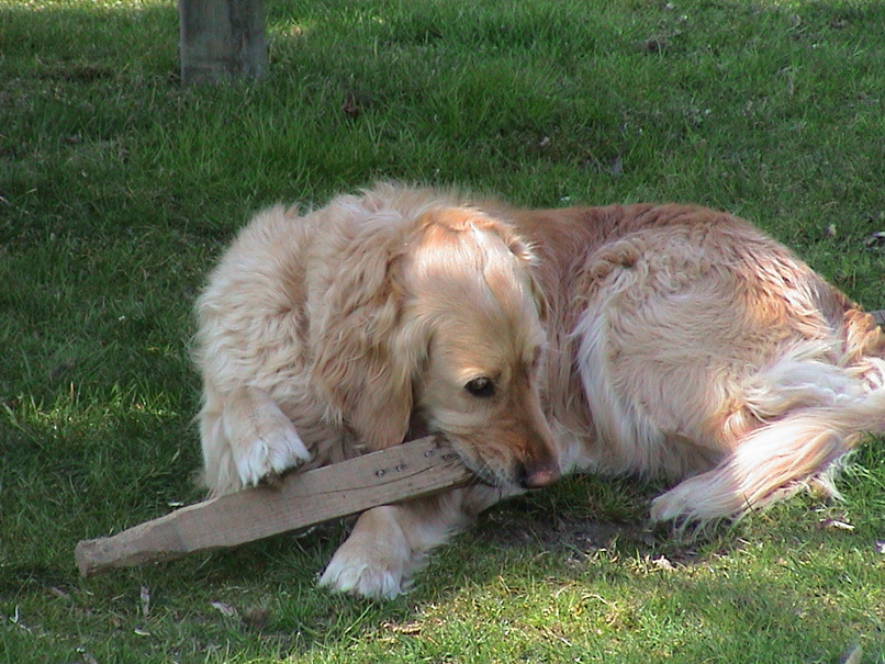 DSC00009